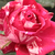 Rose-blanche - Rosiers hybrides de thé - Best Impression®